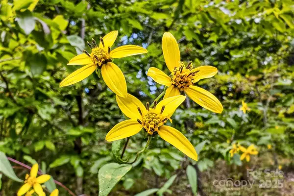 1696 Catawba Falls Parkway #190, Black Mountain, NC 28711