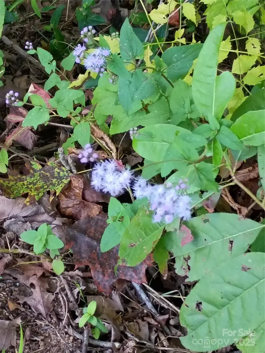 00 Toney Road, Bostic, NC 28018 - #2