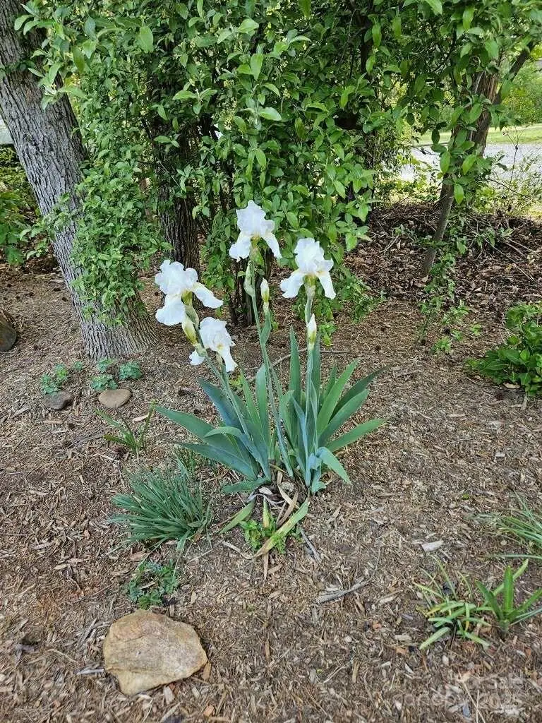 2199 Coddle Creek Highway, Mooresville, NC 28115 - Image #3