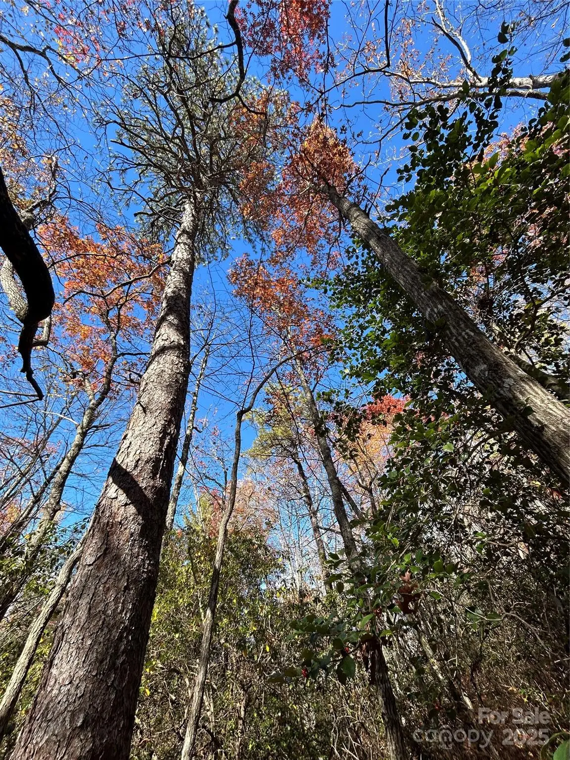 Lot 3 and 4 Oriole Road, Brevard, NC 28712 - Image #1