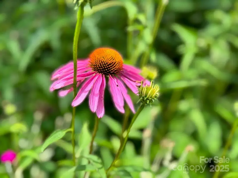 297 Hillside Street, Asheville, NC 28801 - #3