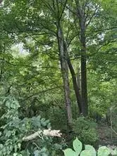 0 Bishop Lane, Mill Spring, NC 28756 - #1