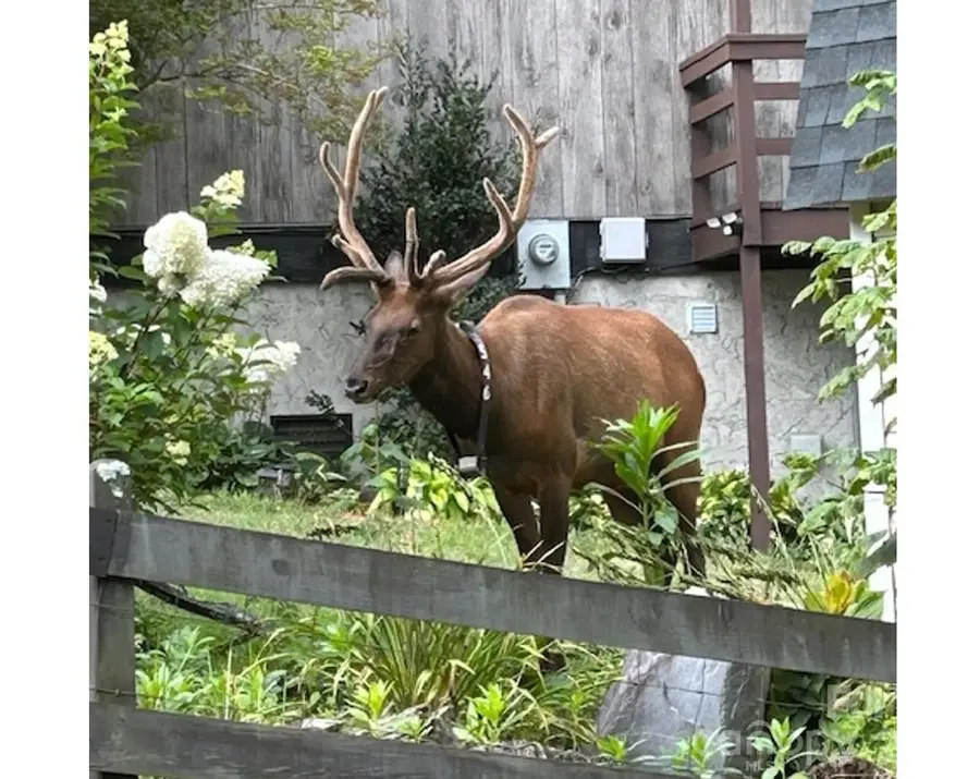 102 Sanctuary Road #B, Maggie Valley, NC 28751 - #3