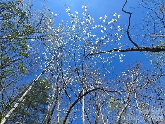 284 Oriole Drive, Lake Lure, NC 28746