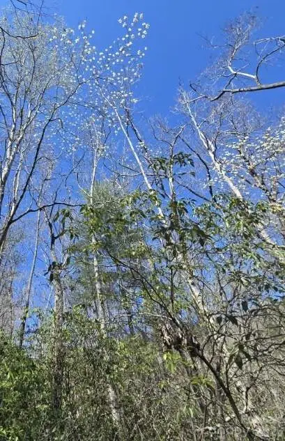 284 Oriole Drive, Lake Lure, NC 28746 - #3