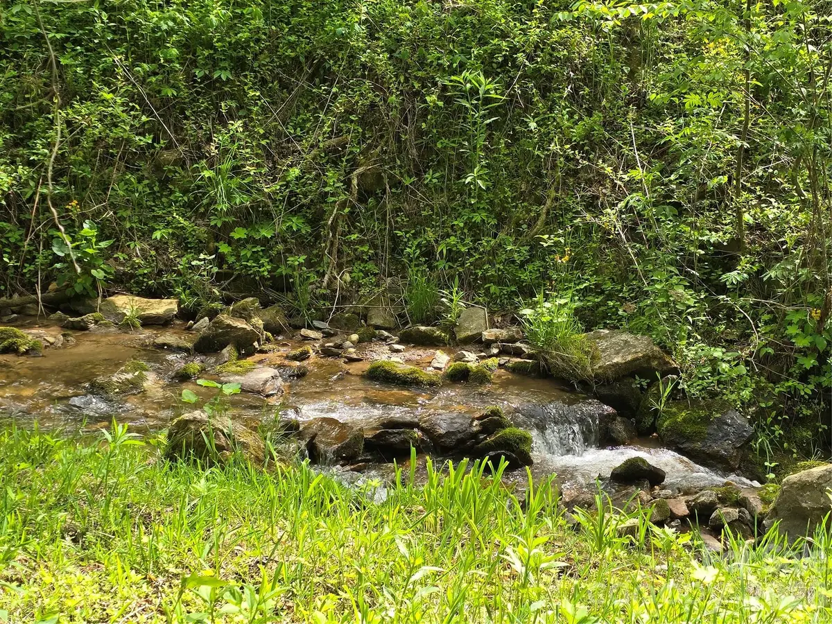 99999 Roaring Fork Road, Mars Hill, NC 28754 - #1