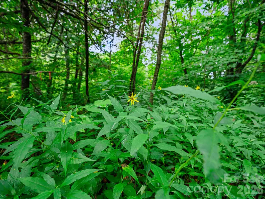 0 Ogle Meadows Road #81, Burnsville, NC 28714 - #2