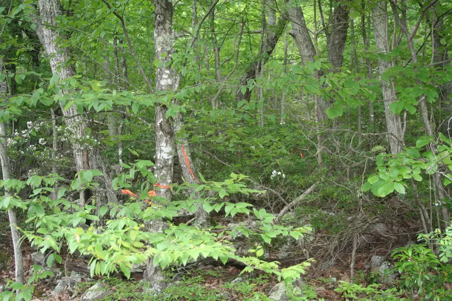 High Valley South, Monterey, VA 24465 - Image #3