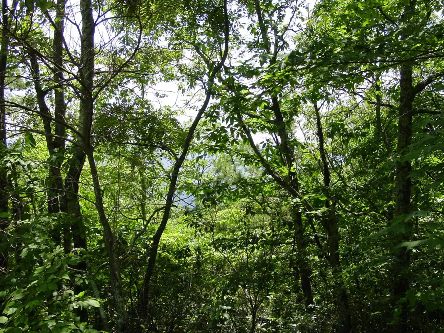 TBD High Valley South, Monterey, VA 24465 - Image #2