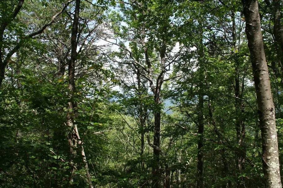 TBD Summit Dr. Summit Dr N, Monterey, VA 24465 - Image #2