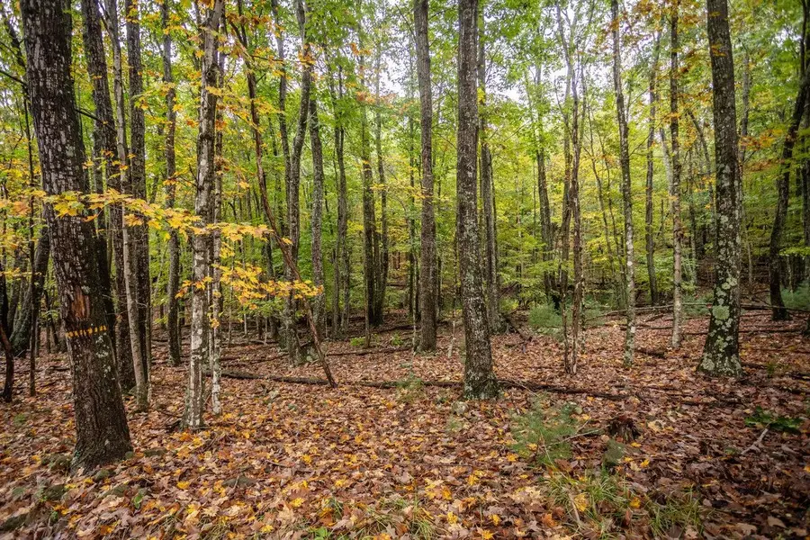 0-8.87 ac Dry Run Rd, Sugar Grove, WV 26815 - Image #3