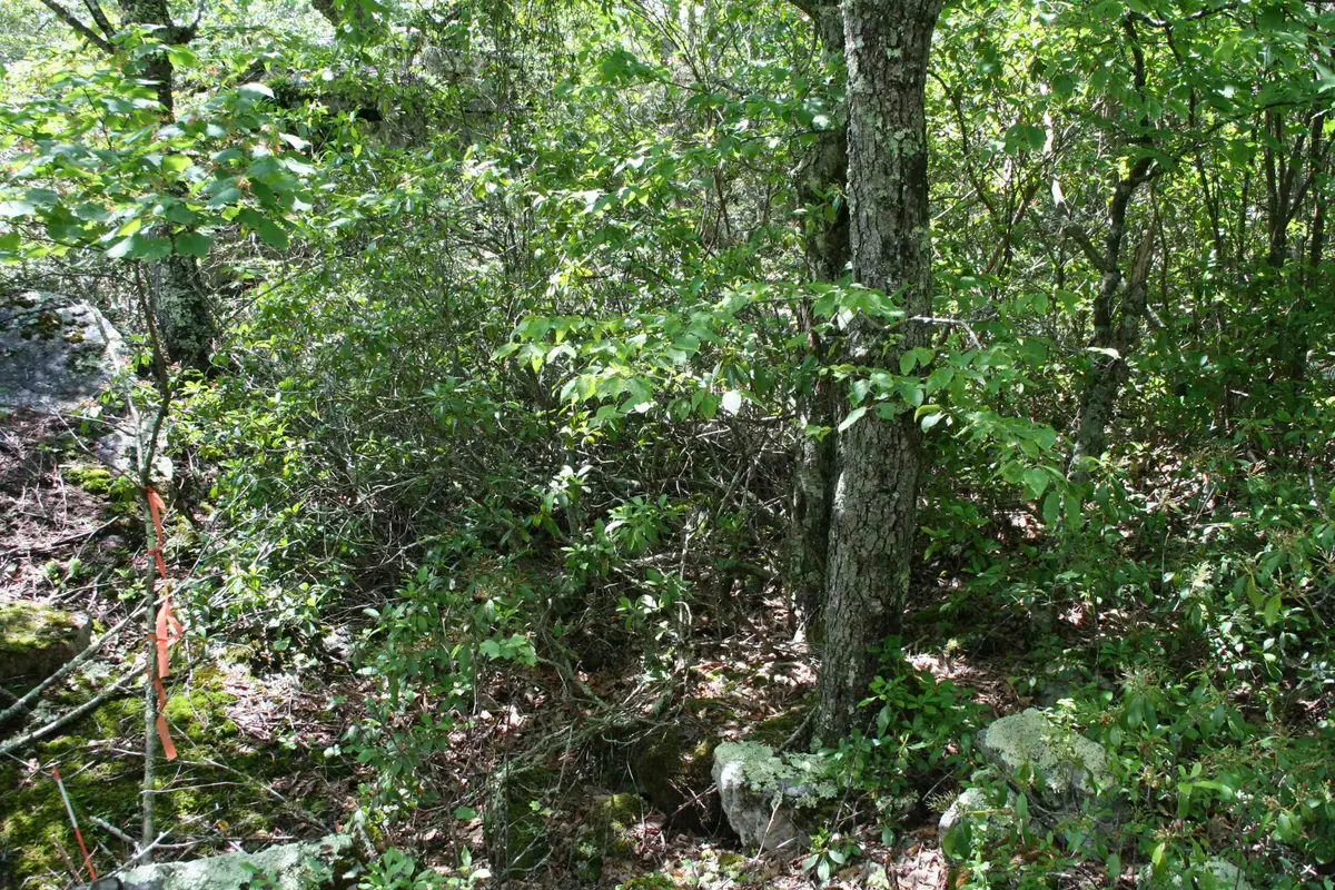 TBD High Valley South, Monterey, VA 24465 - Image #1