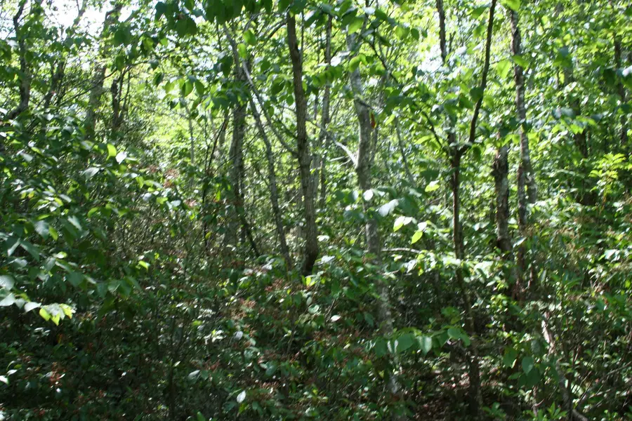 TBD Summit Dr, Monterey, VA 24465 - Image #2