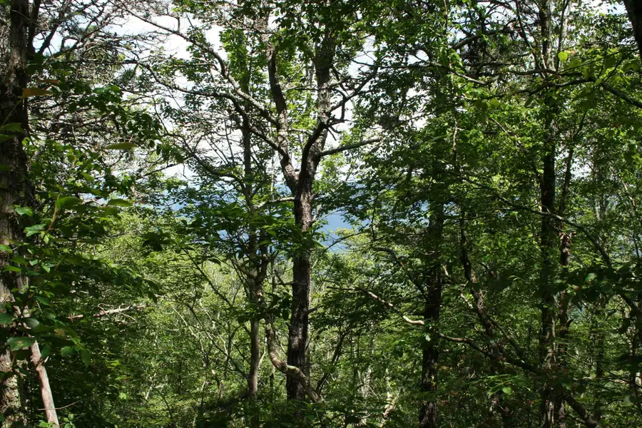 TBD Summit Dr, Monterey, VA 24465 - Image #3