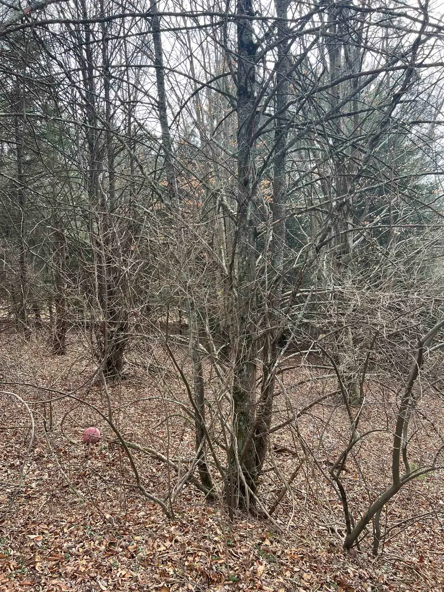 TBd Cold Springs Rd, Raphine, VA 24472 - Image #2