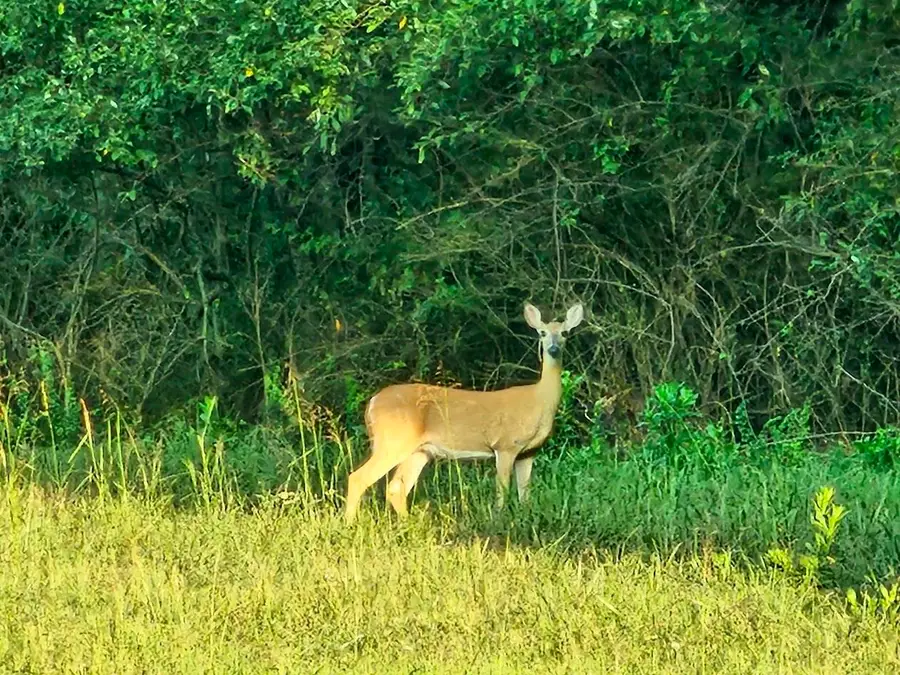 Lot 5 Berry Farm Rd, Staunton, VA 24401 - Image #3