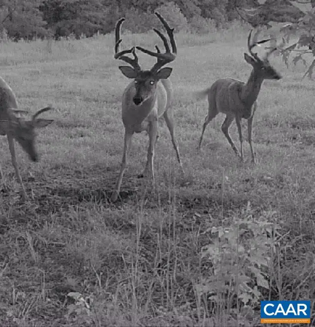 4048 Old Grain Rd, Woodford, VA 22446 - Image #3