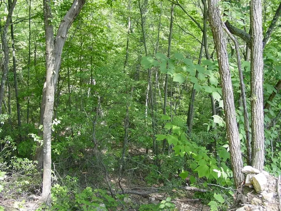 Summit Dr, Monterey, VA 24465 - Image #2