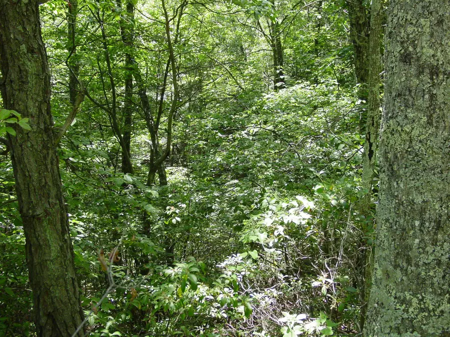 Summit Dr, Monterey, VA 24465 - Image #3