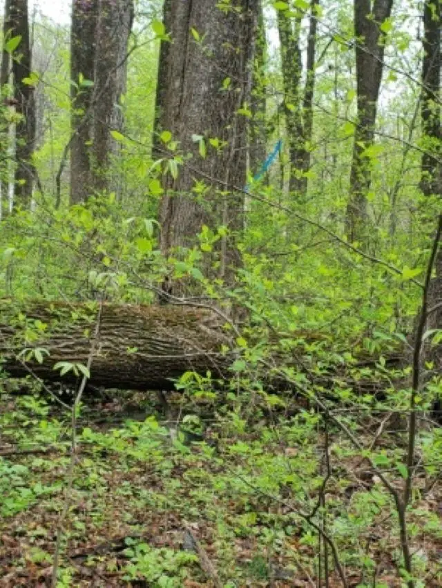 0 Gayle Ln, Front Royal, VA 22630 - Image #2