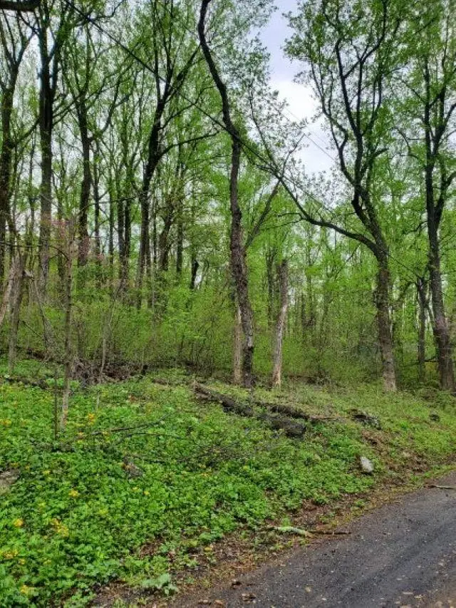 0 Gayle Ln, Front Royal, VA 22630 - Image #3