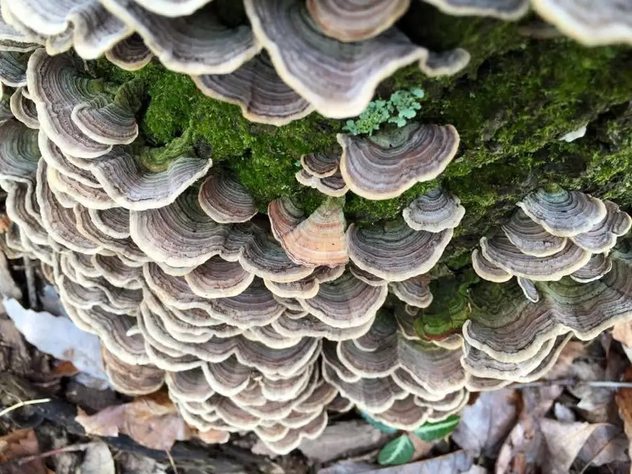 tbd Round Hill School Rd, Fort Defiance, VA 24437 - #2