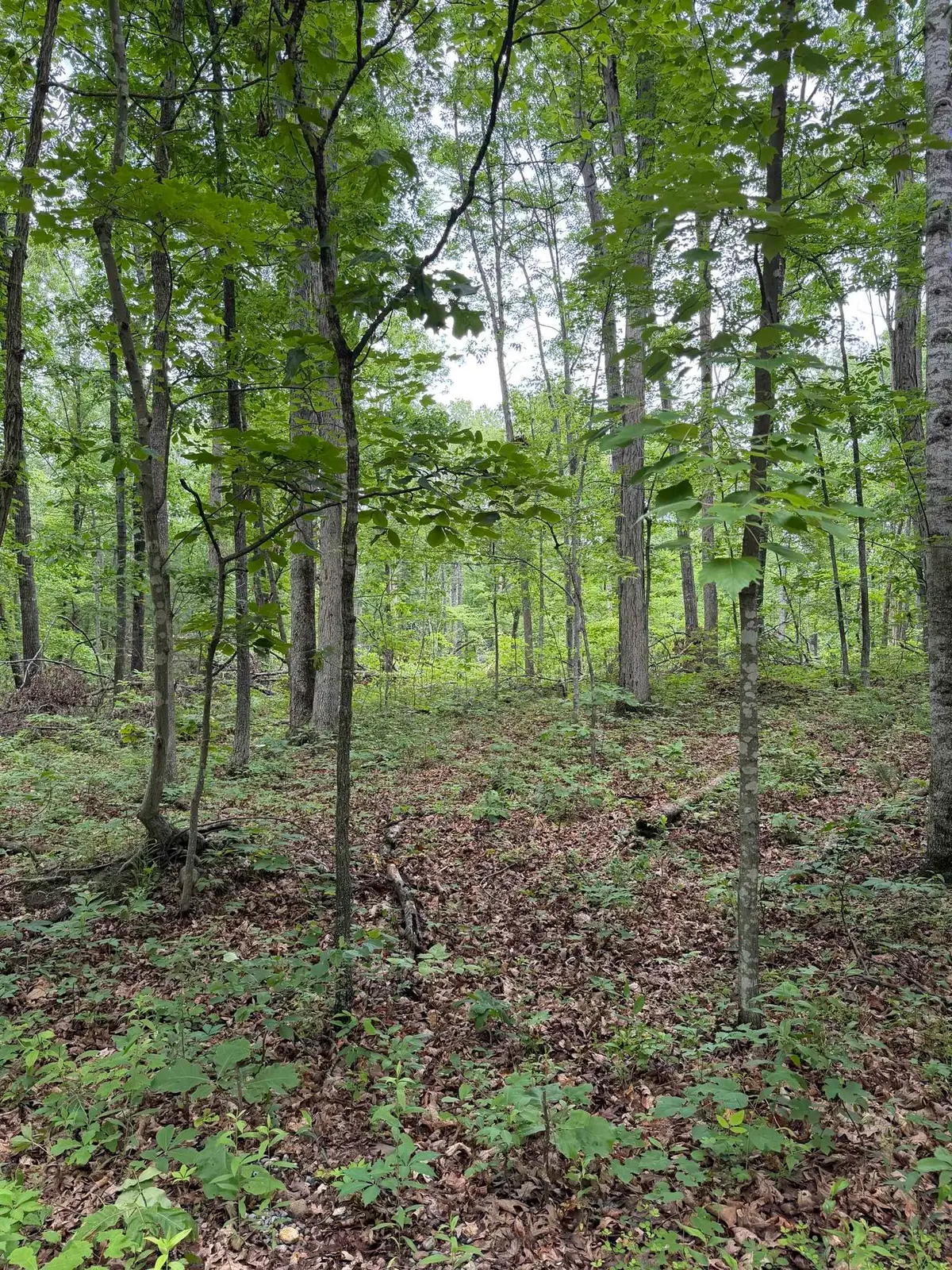 Lot 51 Lake Dr, Crimora, VA 24431 - #1