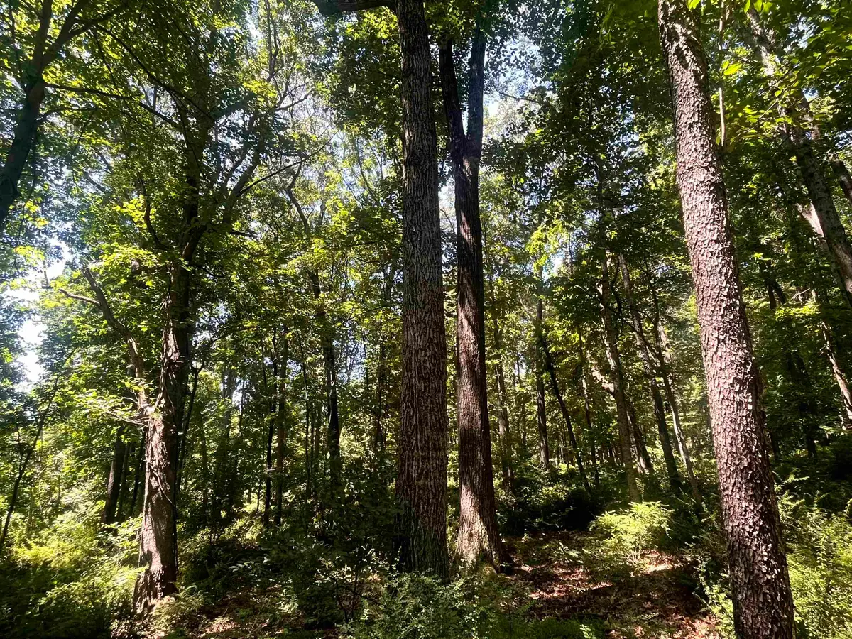 TBD Spottswood Rd, Steeles Tavern, VA 24476 - #1