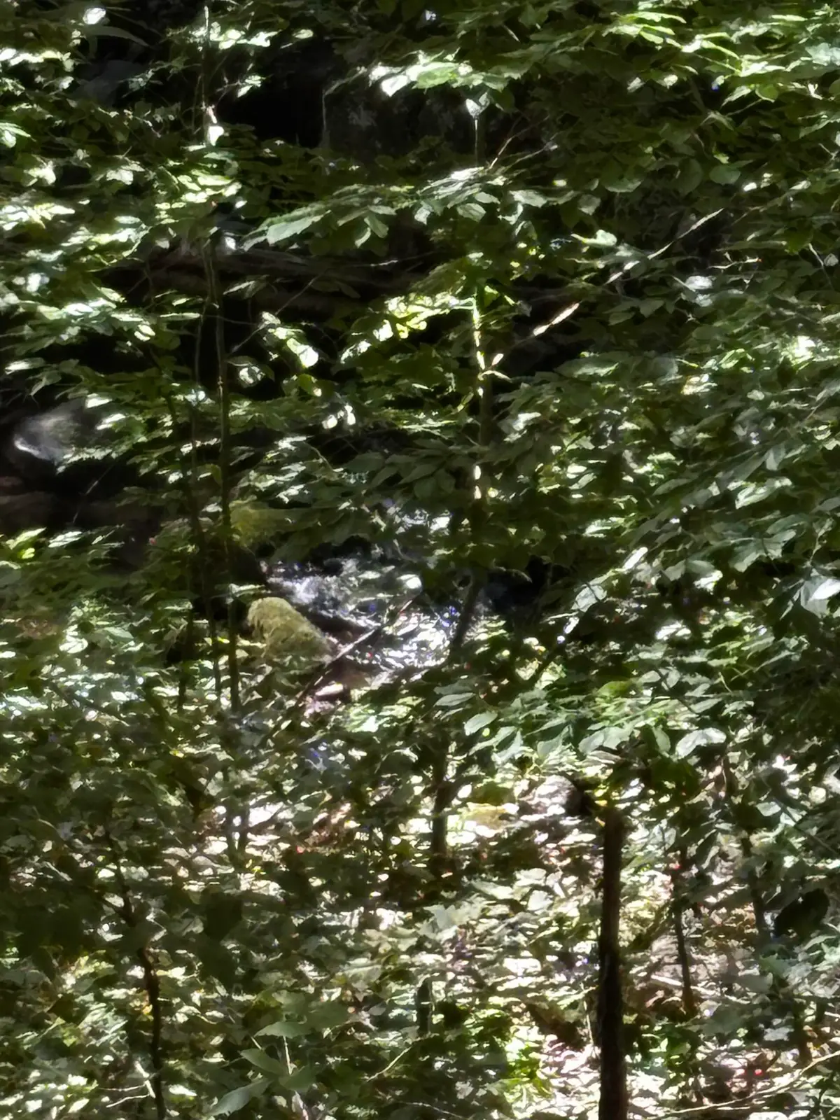 Crabtree Falls Hwy, Tyro, VA 22976 - #1