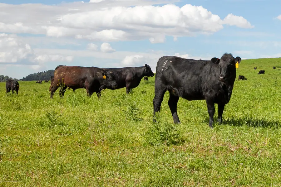 TBD County Road 233, Rifle, CO 81650 - Image #3