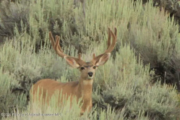 Tbd Highway 40, Craig, CO 81625