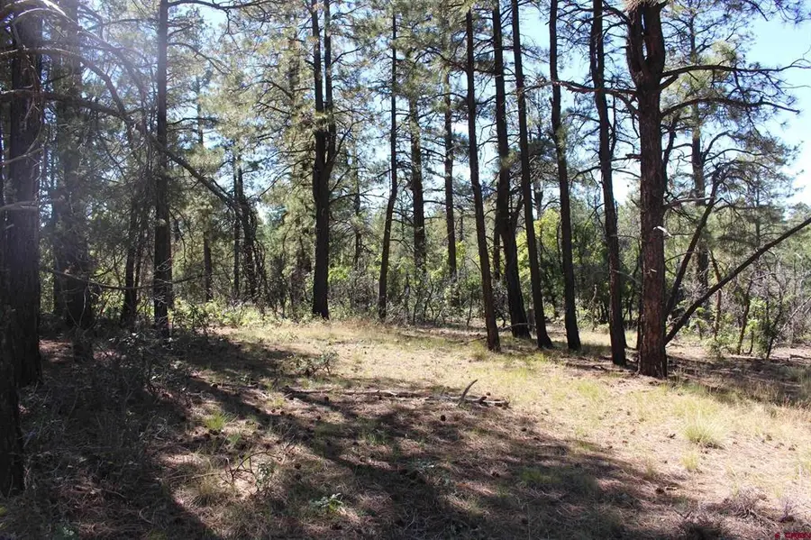 1260 Crooked Road, Pagosa Springs, CO 81147 - #3