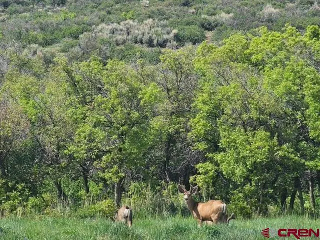 TBD 8250 Road, Crawford, CO 81415 - #3