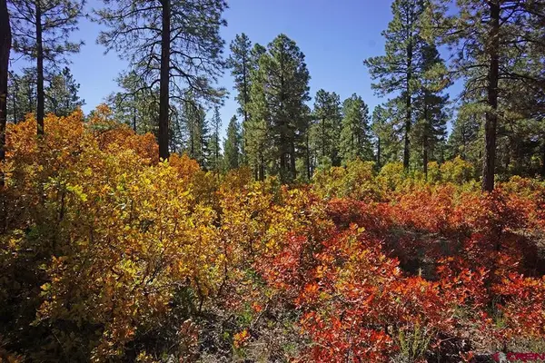 7 Road T.7, Mancos, CO 81328
