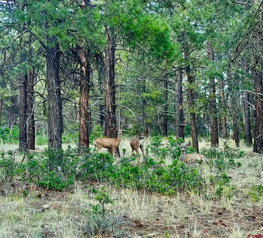 1523 West View Road, Pagosa Springs, CO 81147 - #1