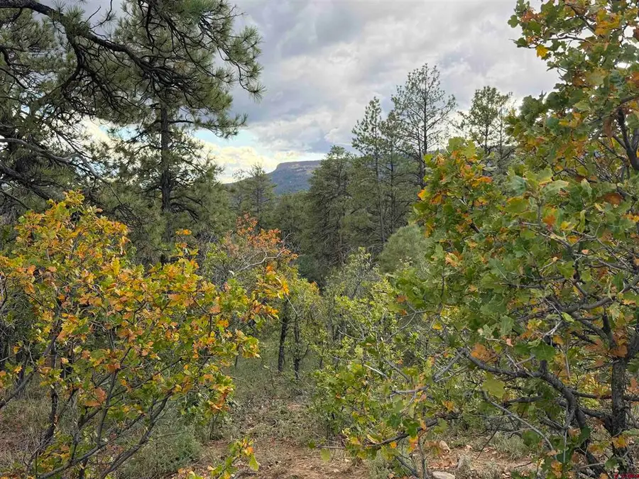 X S Cougar Court, Pagosa Springs, CO 81147 - #3