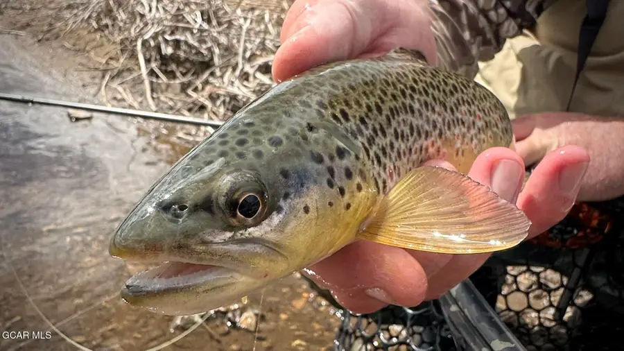 Co Road 14, Fairplay, CO 80440 - #2