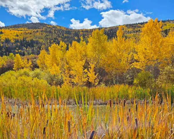 (Parcel 8) TBD Highway 65, Mesa, CO 81643