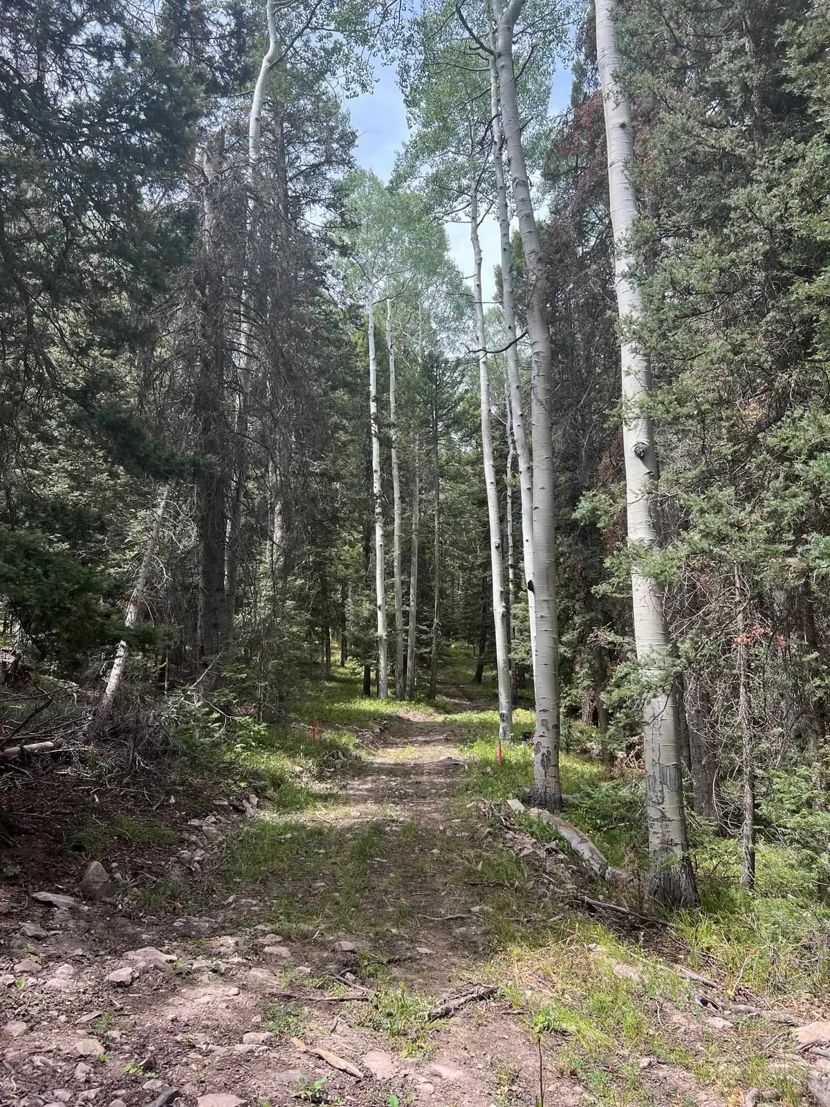 427 Juniper Drive, Cimarron, CO 81220 - #1