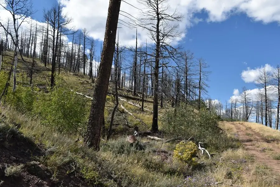 000 Soubry Pl, Fort Garland, CO 81133 - Image #3