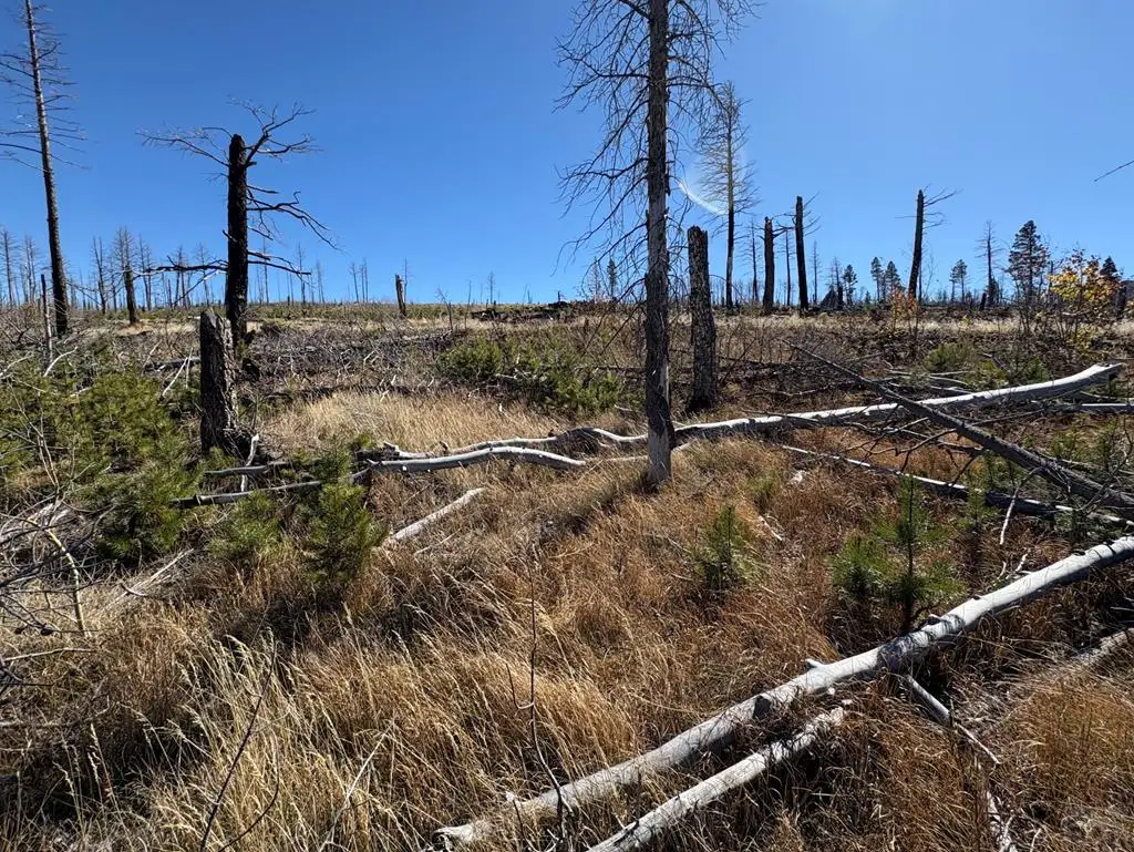 1070 Reed Ln, Fort Garland, CO 81133 - Image #1