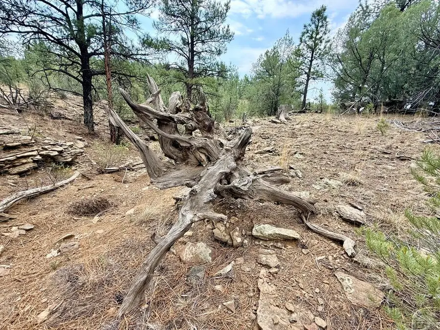 TBD Pine Lane, Weston, CO 81091 - #2