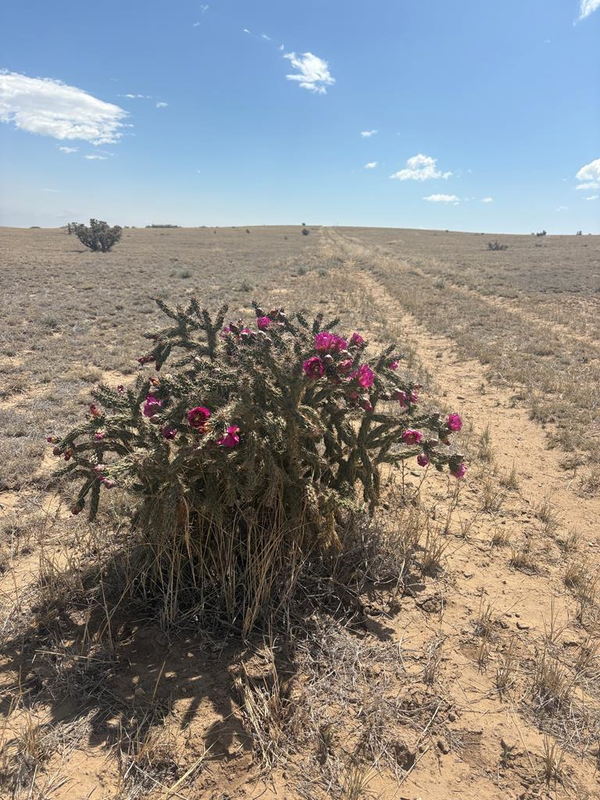 Lot 10 Cuerno Verde Ranches, Walsenburg, CO 81089