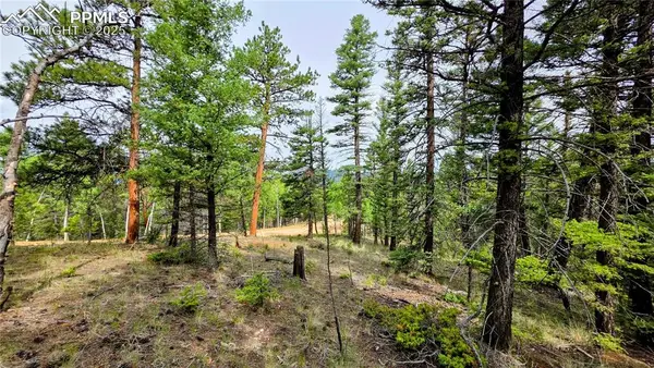 223 Shavano Creek Trail, Florissant, CO 80816
