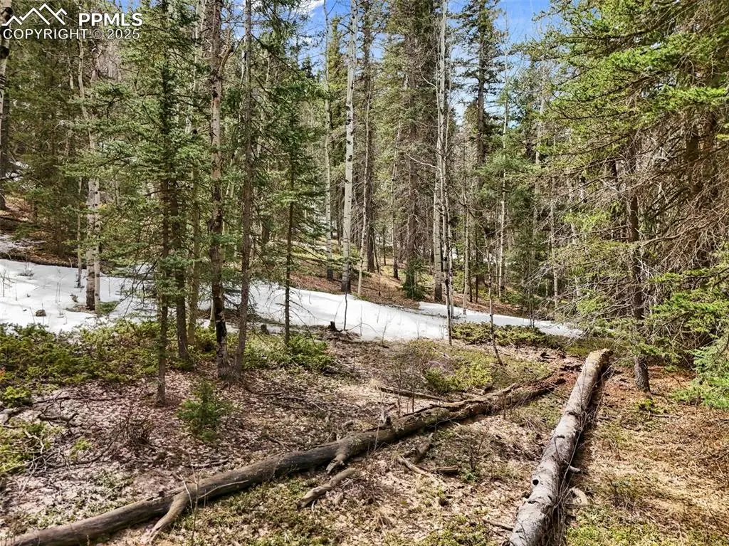 464 E Bison Creek Trail, Florissant, CO 80816 - #1
