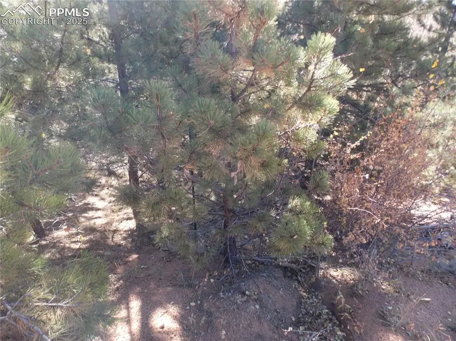 1944 May Queen Drive, Cripple Creek, CO 80813 - #3