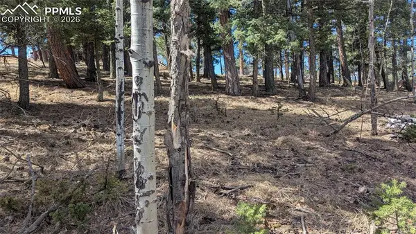 924 Will Scarlet Drive, Divide, CO 80814