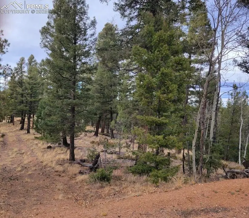 180 Sentinel Way, Florissant, CO 80816 - Image #3