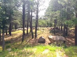 667 Silver Oak Grove, Colorado Springs, CO 80906 - #3