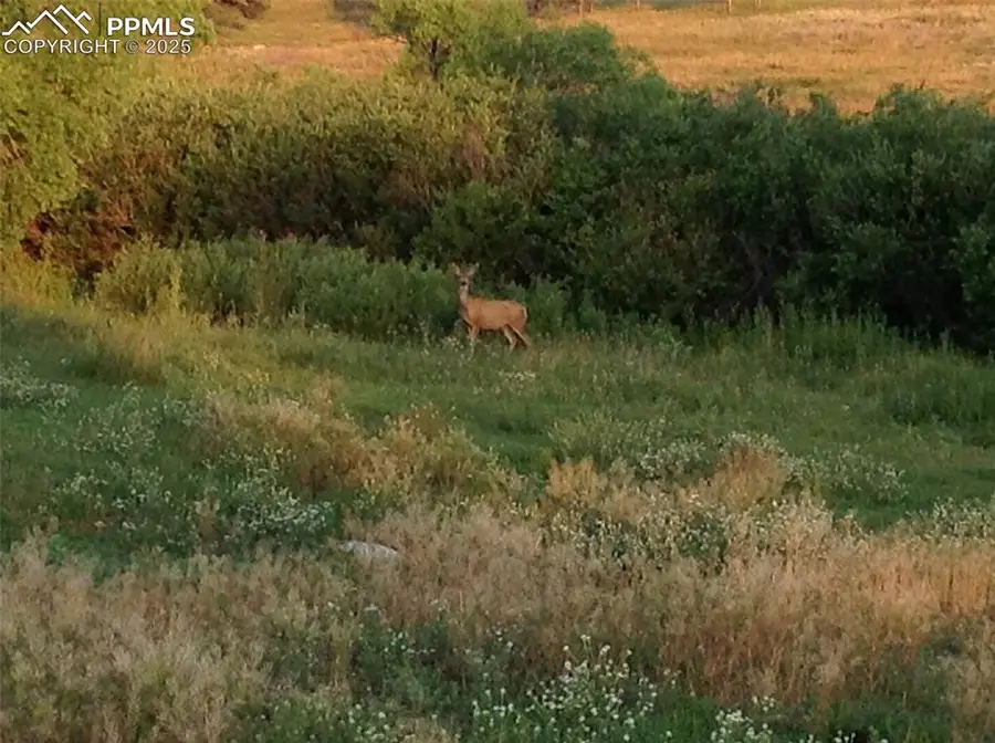 02 E Cherry Creek Road, Larkspur, CO 80118 - Image #2